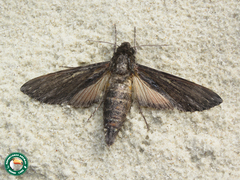 Erinnyis crameri