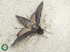 Erinnyis crameri