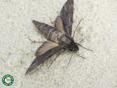 Erinnyis crameri