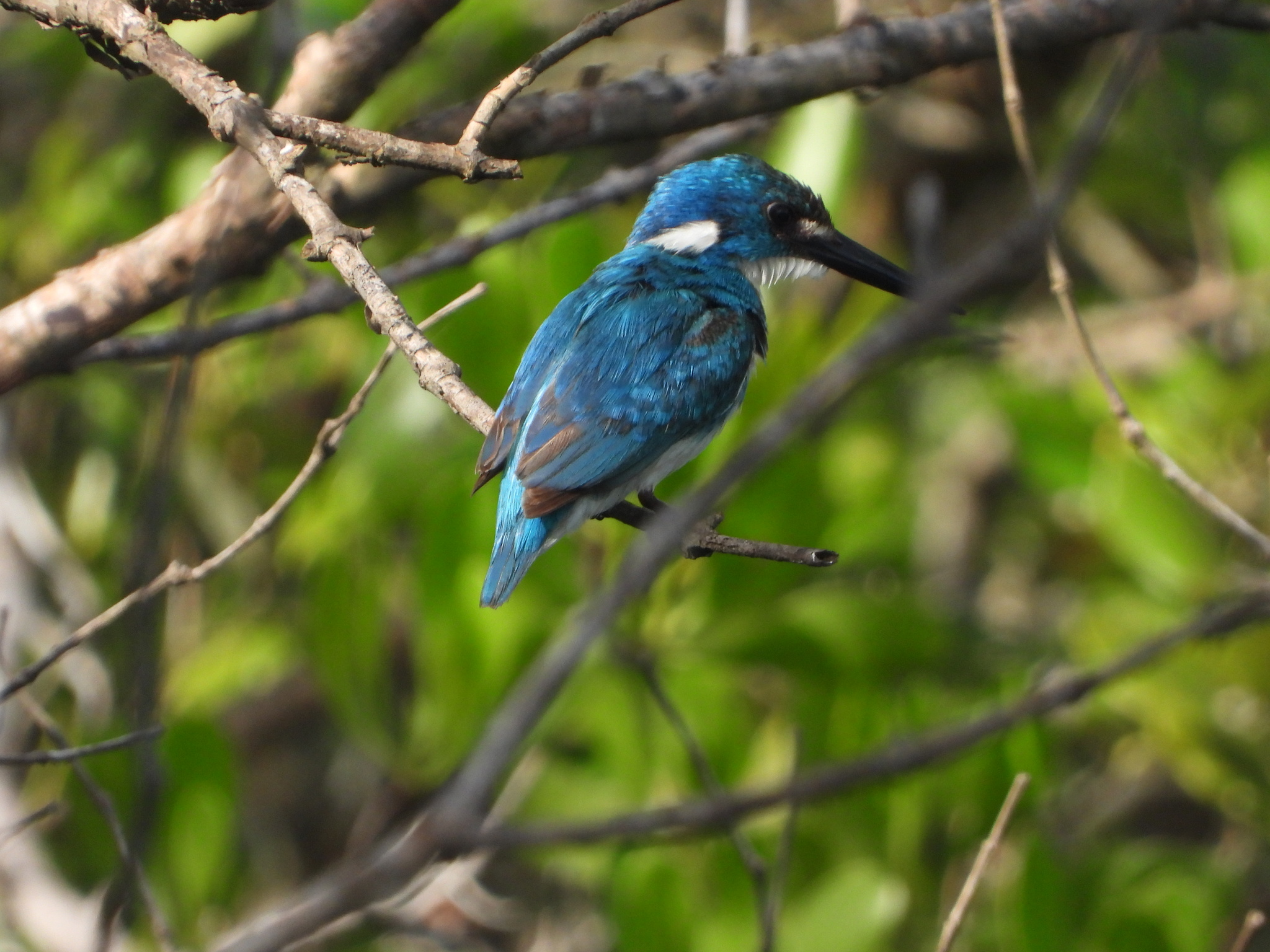 Cerulean Kingfisher (Alcedo coerulescens), photo 10