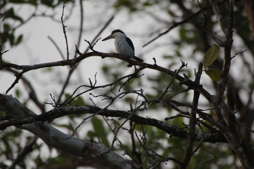 Todiramphus chloris