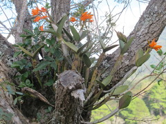 Guarianthe aurantiaca