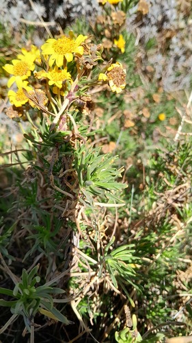 Euryops pinifolius