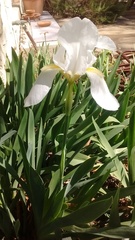 Iris albicans