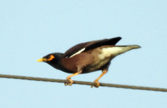 Acridotheres tristis