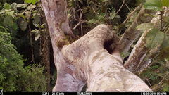 Xiphorhynchus lachrymosus