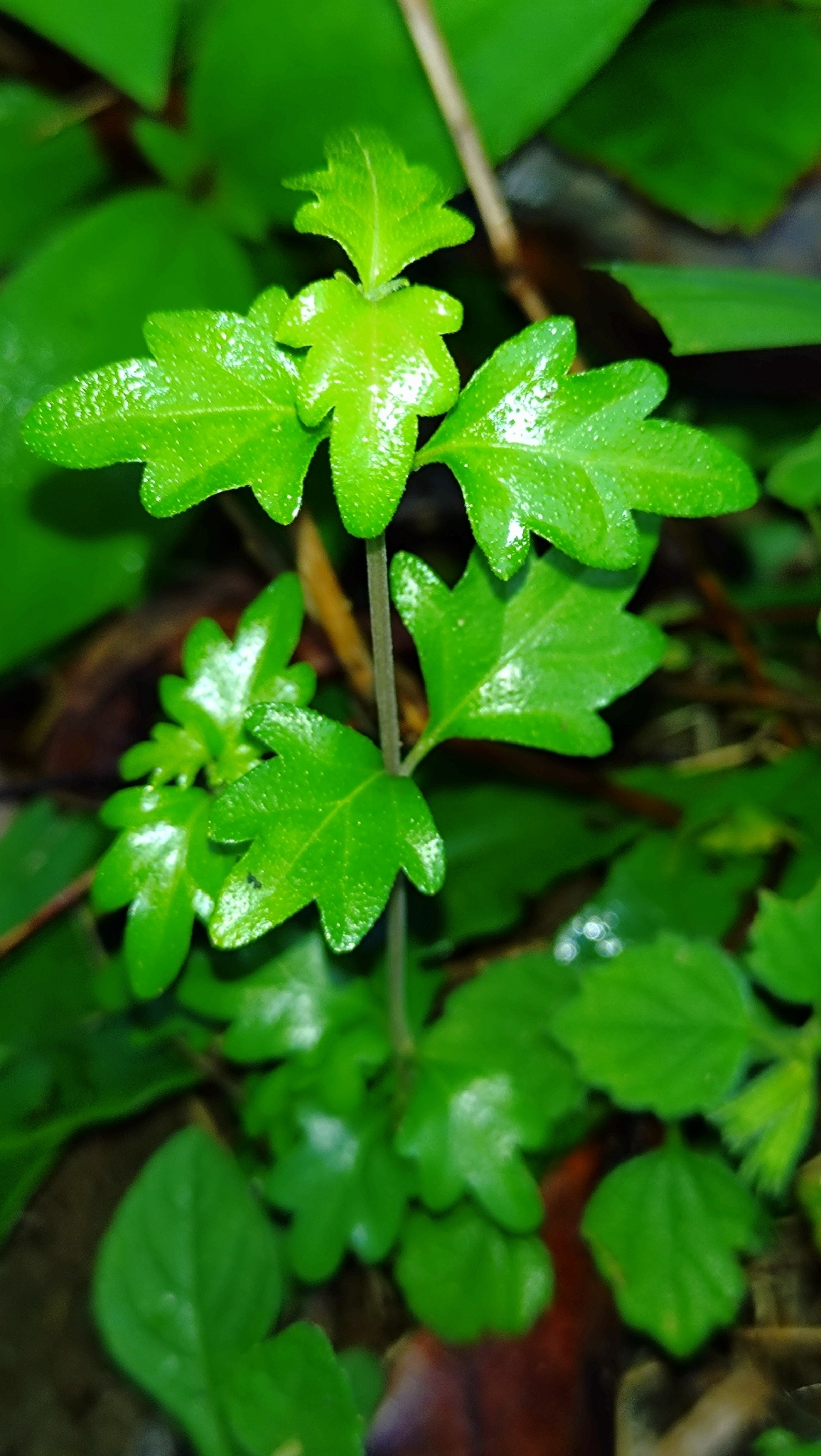 Imagem de Premna microphylla
