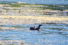 Podiceps auritus