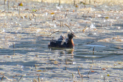 Podiceps auritus