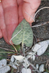 Crocodilium creticum