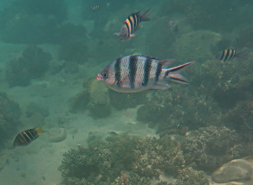 Abudefduf sexfasciatus