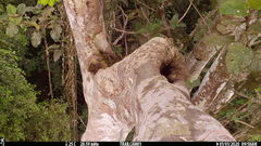 Xiphorhynchus lachrymosus