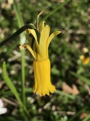Narcissus cyclamineus