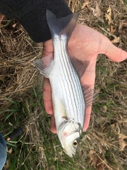 Morone chrysops × saxatilis
