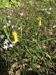 Narcissus cyclamineus