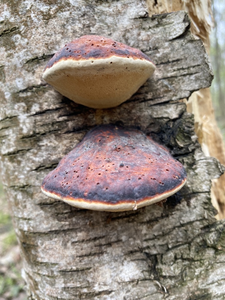 Fomitopsis pinicola · April 2026 · photo: © ilya_rudenko (iNaturalist, cc-by)