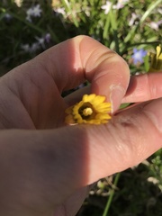 Narcissus cyclamineus