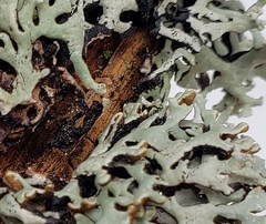 Hypogymnia incurvoides