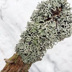 Hypogymnia incurvoides