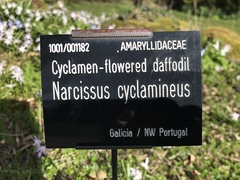 Narcissus cyclamineus