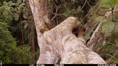 Xiphorhynchus lachrymosus