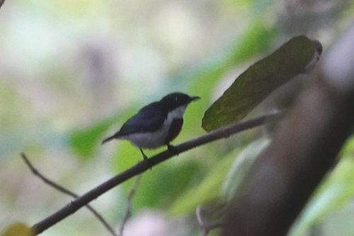 Black-belted Flowerpecker (Dicaeum haematostictum), photo 6