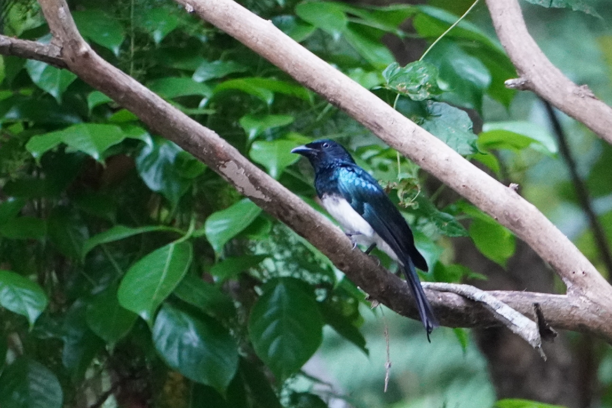 Balicassiao (Dicrurus balicassius), photo 7