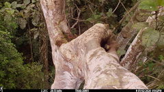 Xiphorhynchus lachrymosus