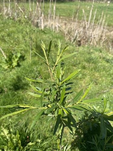 Foto de Salix viminalis