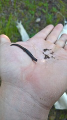 Batrachoseps major major