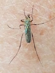 Aedes sticticus
