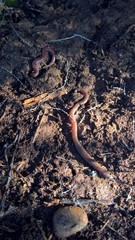 Batrachoseps major major