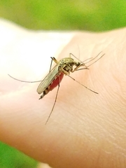 Aedes sticticus