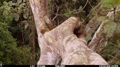 Xiphorhynchus lachrymosus