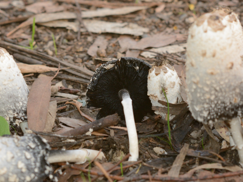 Coprinus comatus · April 2026 · photo: © wooden_box (iNaturalist, cc-by)