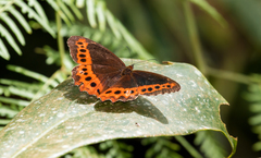 Oxeoschistus simplex