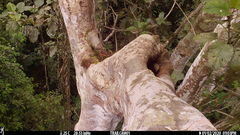 Xiphorhynchus lachrymosus