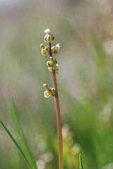 Triglochin barrelieri