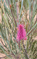 Hakea francisiana, photograph (c) Eamonn Culhane, some rights reserved (CC BY)