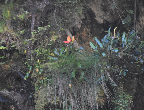 Disa uniflora, photograph 1