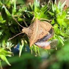 Euschistus ictericus