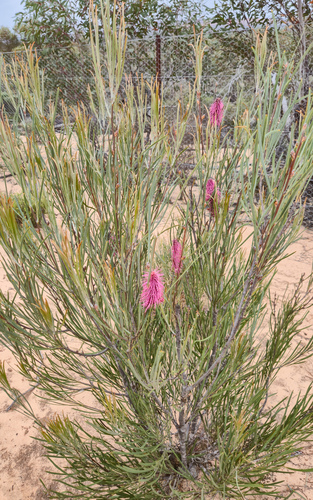 Hakea francisiana, photograph 2