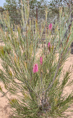 Hakea francisiana, photograph (c) Eamonn Culhane, some rights reserved (CC BY)