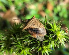 Euschistus ictericus