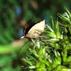 Euschistus ictericus