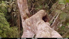 Xiphorhynchus lachrymosus