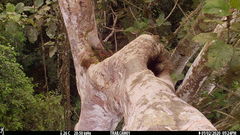 Xiphorhynchus lachrymosus