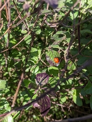 Coccinella septempunctata