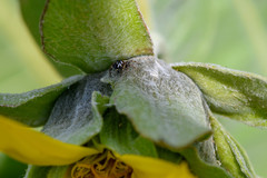 Metaphidippus manni