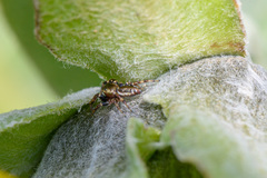 Metaphidippus manni